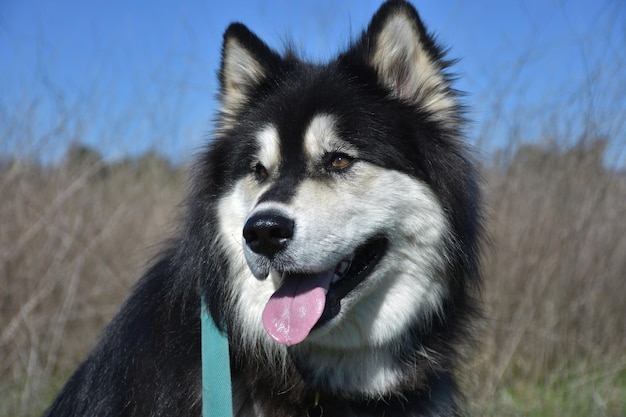 Free Photo close up look into the face of a husky dog.