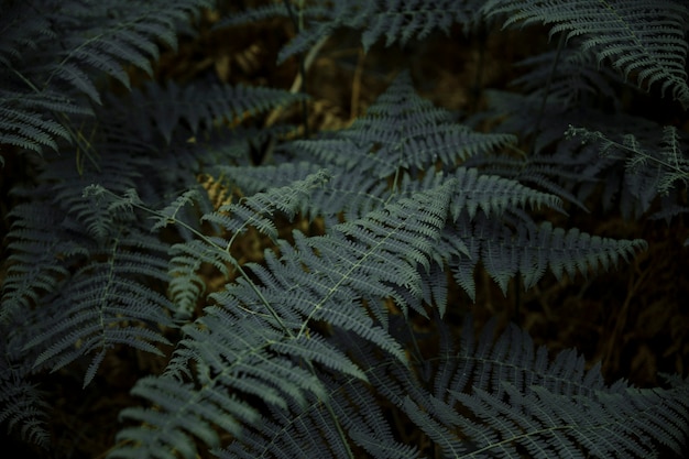 Close-up of a lush fern leaves