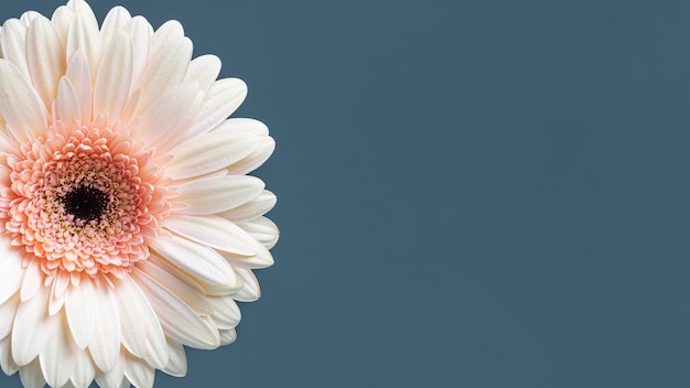 Close-up of macro bloomed flower