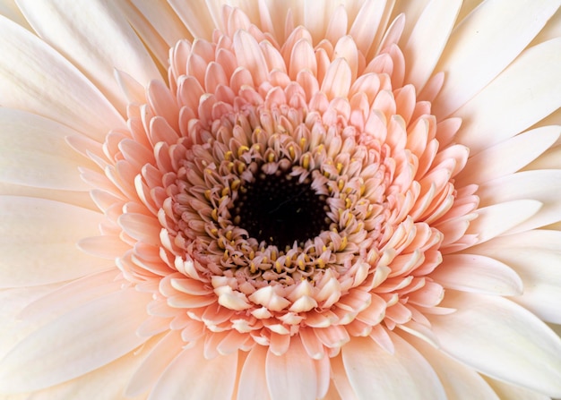 Free Photo close-up of macro bloomed flower