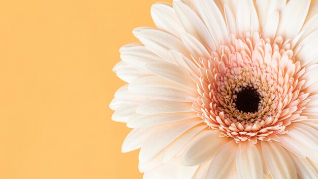 Close-up of macro bloomed flower