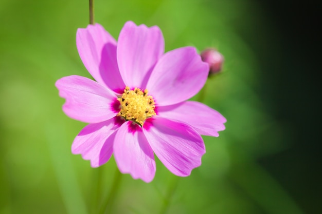 Close up macro flower