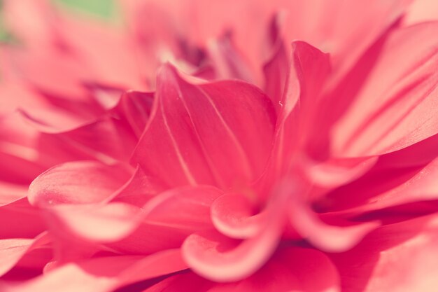 Close up macro flower