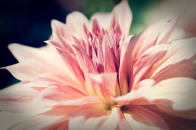 Close up macro flower