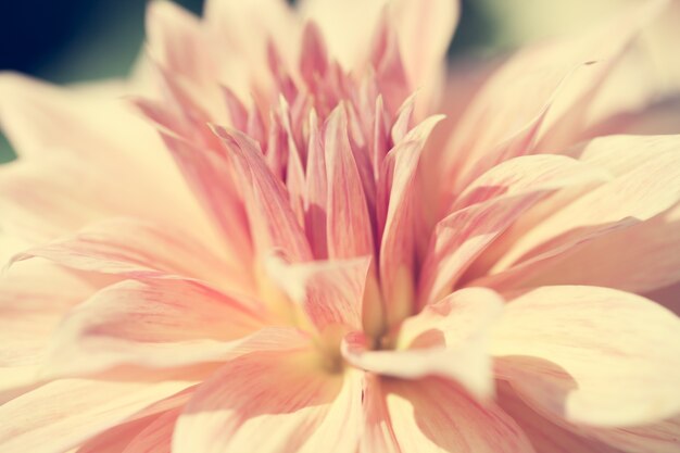 Close up macro flower