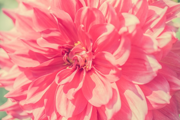 Close up macro flower