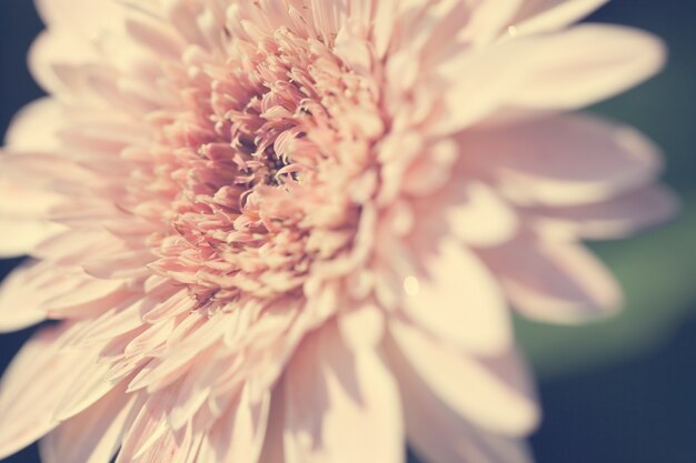 Close up macro flower