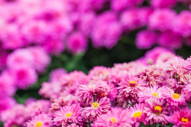 Close up macro flower