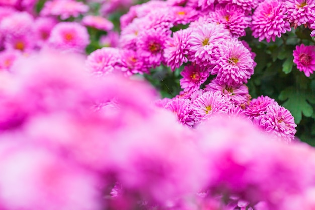 Free Photo close up macro flower