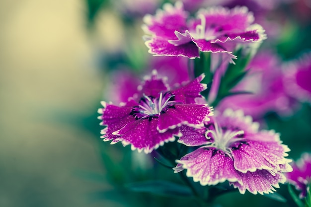 Free photo close up macro flower