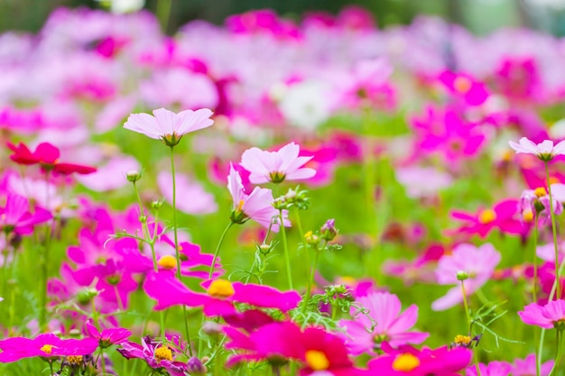 Close up macro flower