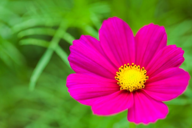 Close up macro flower