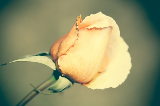 Free Photo close up macro flower