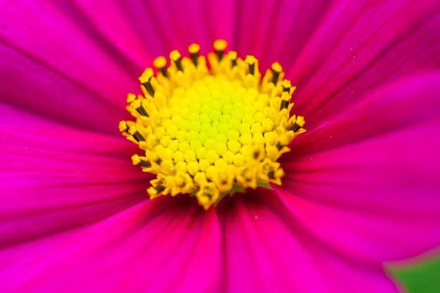 Free photo close up macro flower