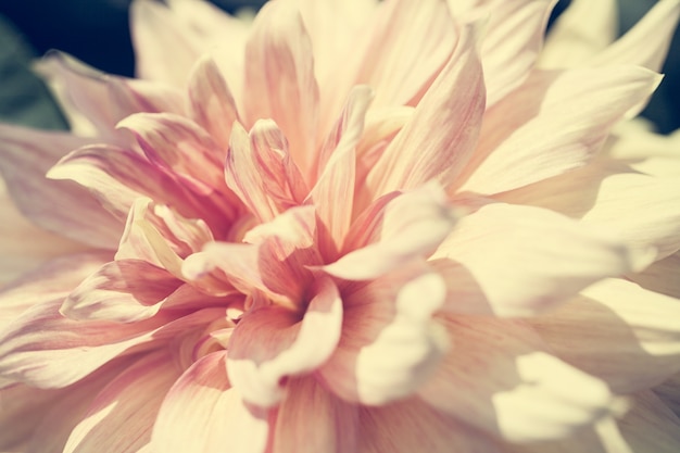 Close up macro flower