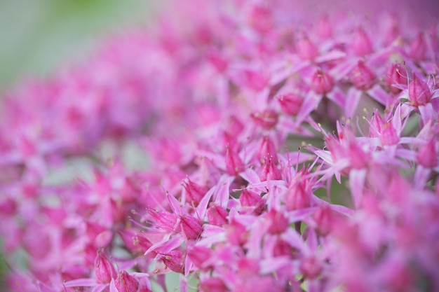 Free Photo close up macro flower