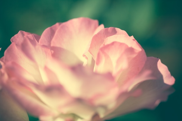 Free photo close up macro flower