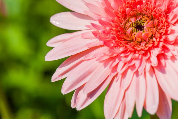 Close up macro flower