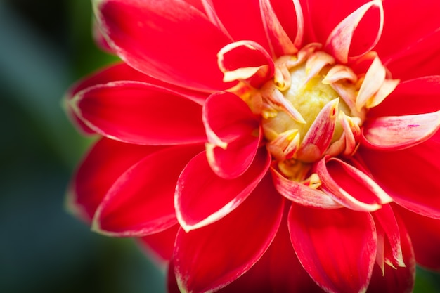 Free photo close up macro flower