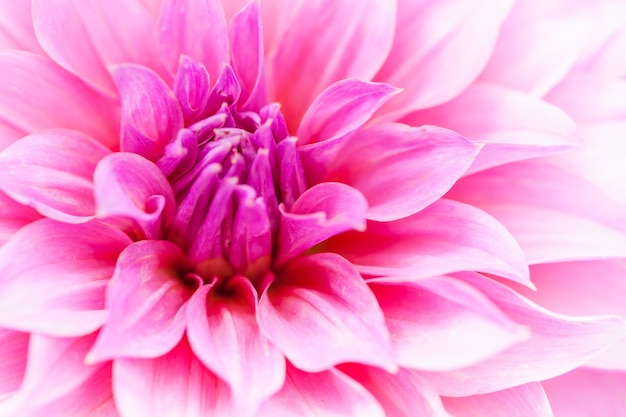 Close up macro flower