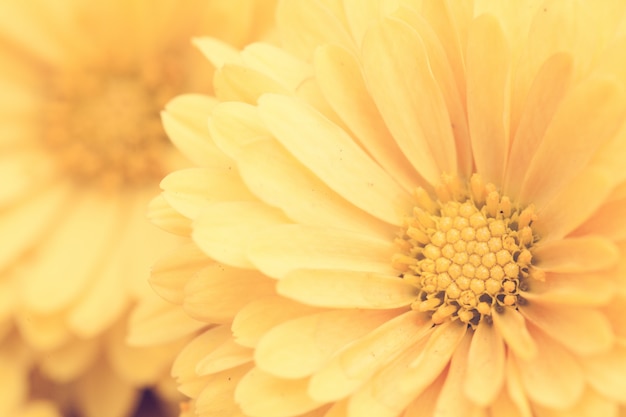 Close up macro flower