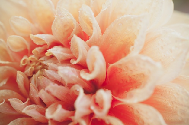 Close up macro flower