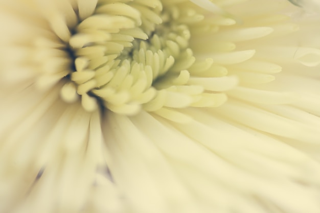 Free Photo close up macro flower