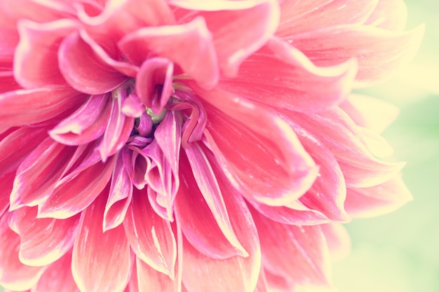 Close up macro flower