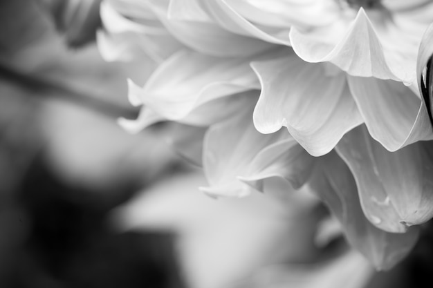 Free photo close up macro flower