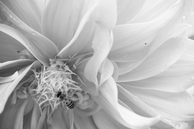 Close up macro flower