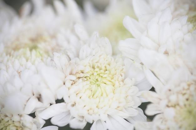 Free photo close up macro flower