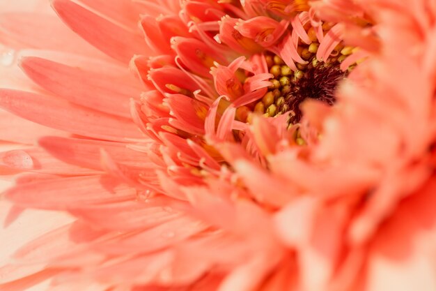 Close up macro flower