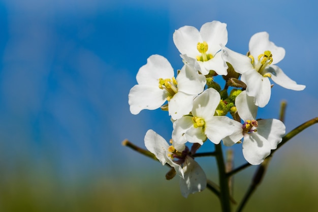 A close-up macro shot of White Wall Rocket plant with flowers in bloom in Malta