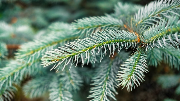 Free Photo close up macro view of fir tree branches