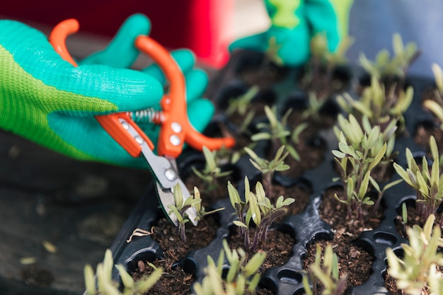 Free photo close-up of male gardener's hand wearing gloves pruning the seedling with secateurs