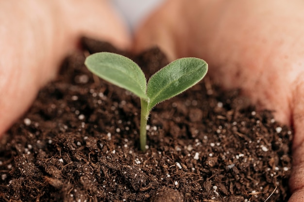 Free photo close-up of male hands holding soil and plant