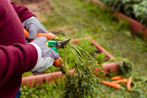 Free Photo close-up man cutting leaves off carrot