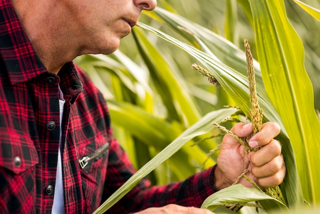 Close up man holding a corn plant