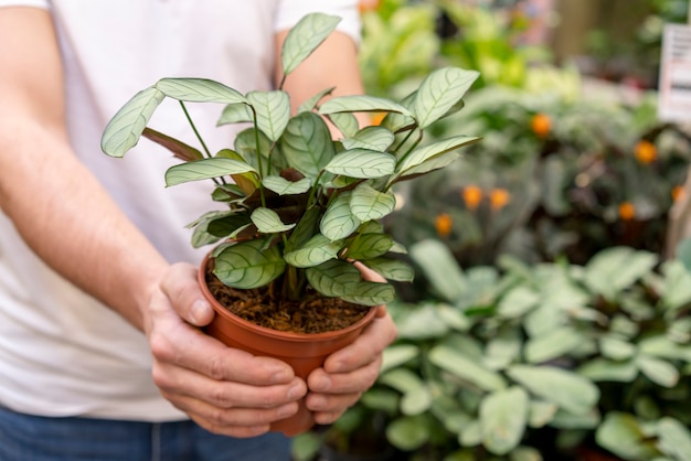 Close-up man holding house plant