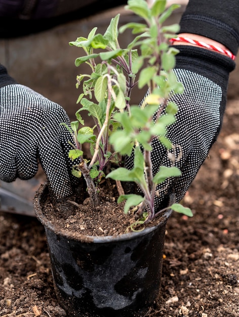 Close up man planting