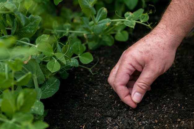 Free photo close-up man putting seeds on soil