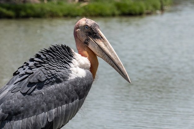 Free photo close up marabou stork bird in thailand