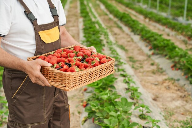 Close up of mature farmer in uniform holding basket with freshly picked strawberries while standing on farm field. Outdoor greenhouse with ripe strawberries.