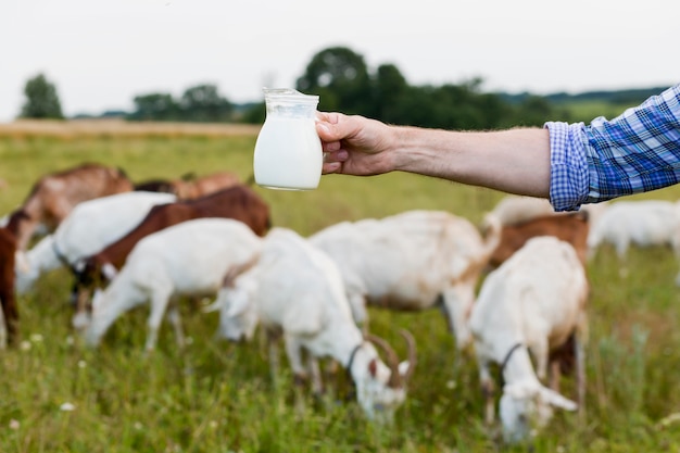 Free photo close-up milk from goats