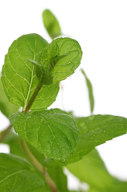 Free photo close up of mint leaves