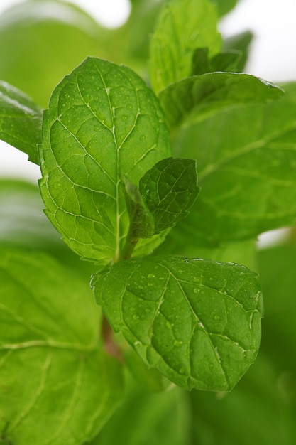 Free photo close up of mint leaves