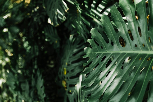 Close-up of monstera leaves