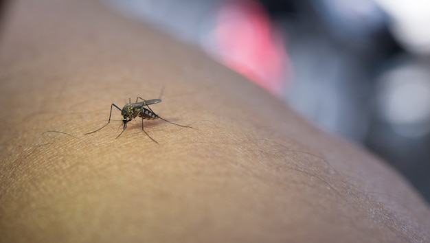 Free Photo close-up of mosquito sucking blood from human arm.