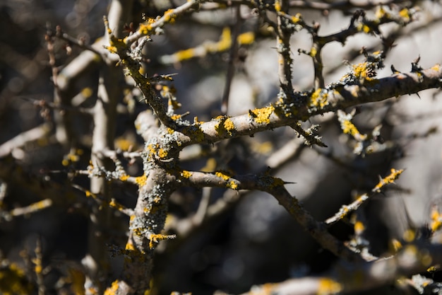 Close-up of moss on bare tree