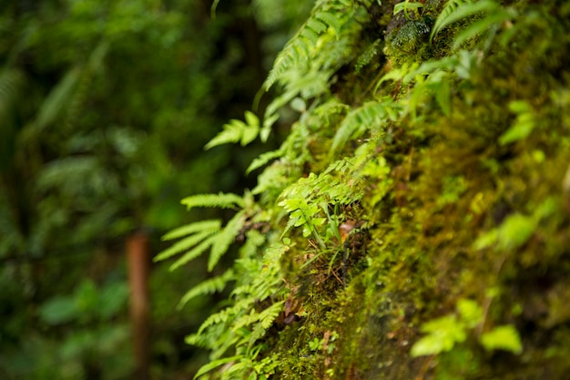 Free photo close-up of moss growing on tree trunk in tropical forest